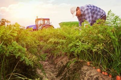 Young Africans moving from the office to the farms