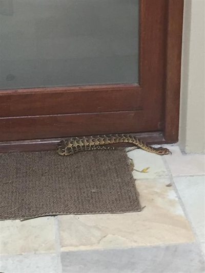Snake season is upon us