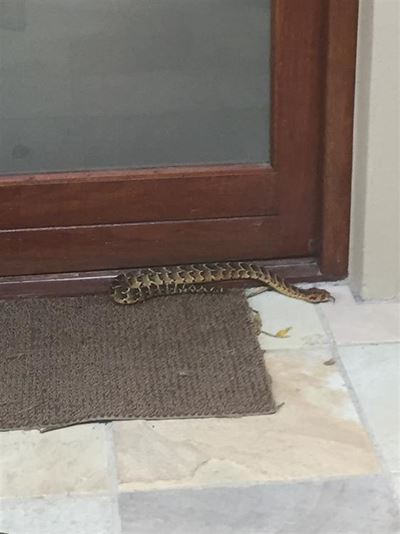 Snake season is upon us