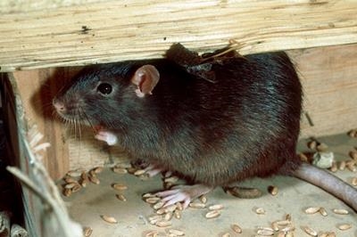 New guide for the management of indoor pests