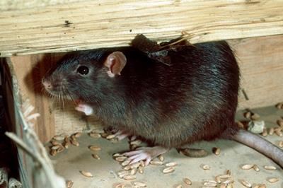 New guide for the management of indoor pests