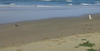 Honde nie op strande toegelaat