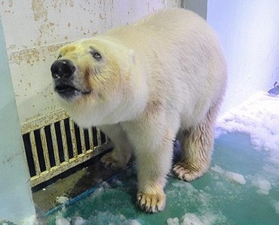 'Saddest' polar bear Pizza offered new Yorkshire home