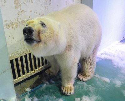 'Saddest' polar bear Pizza offered new Yorkshire home