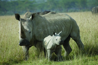 Run for Rhino