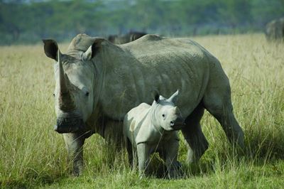 Run for Rhino