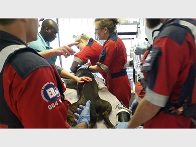 Dog stabbed during break-in