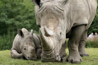 Today is World Rhino Day