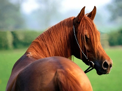 Dealing with IR and laminitis
