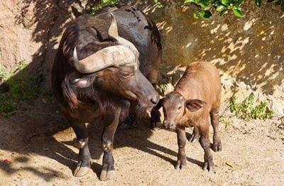 Cape buffalo conceived through IVF