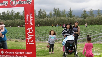 5 tons of strawberries sold at festival