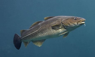 UK's chatty fish to be recorded