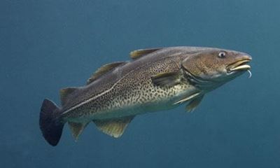 UK's chatty fish to be recorded
