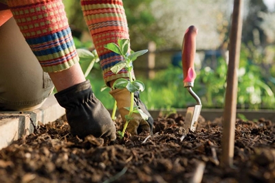 Why gardening is good for your health