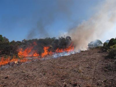 Planned fire to restore fynbos