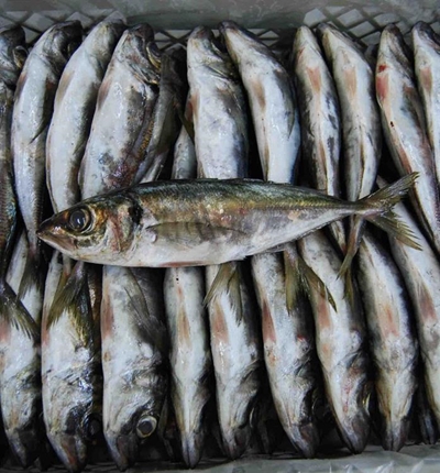 A circular approach in the fishing industry