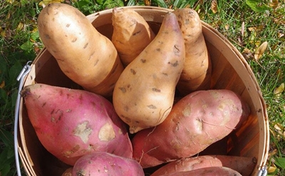 Sweet potato gains more importance
