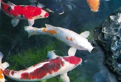 Diseases in the fish farming sector