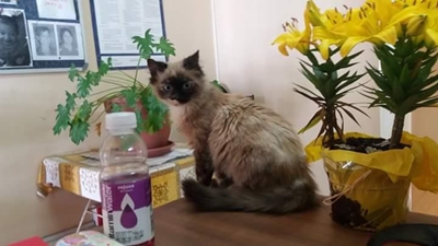 Die kat kom weer...