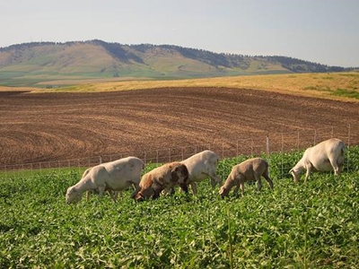 Farm crime cost Free State farmers millions annually