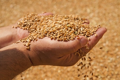Grain Council calls for sensitisation on rules of origin