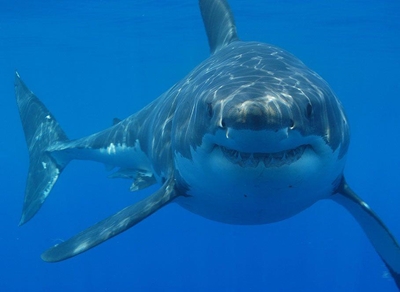 Shark season is upon us