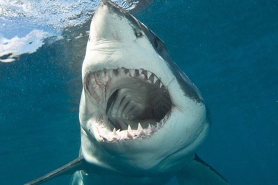 Shark season is upon us