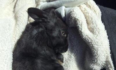 Rabbit killer gets away scot-free