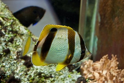 Dias Museum: Aquarium facing closure?