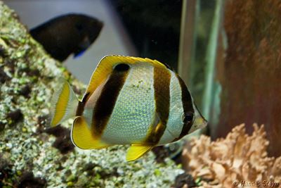 Dias Museum: Aquarium facing closure?
