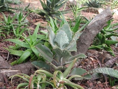 9 Ways to a more drought resistant garden