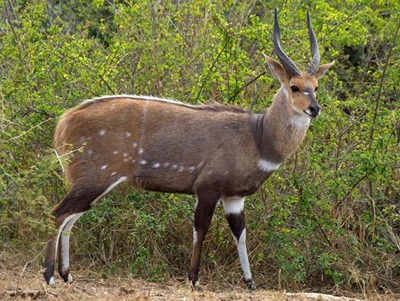 Bushbuck dies despite rescue effort