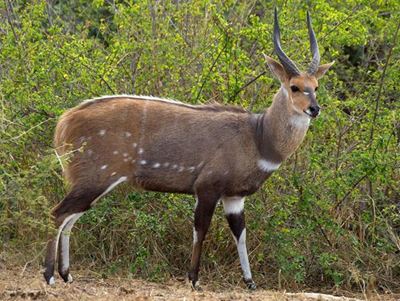 Bushbuck dies despite rescue effort