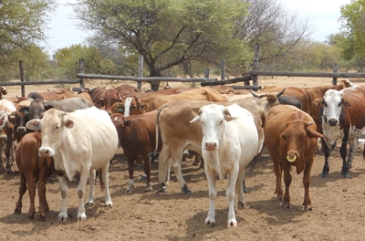Bias alleged in drought aid