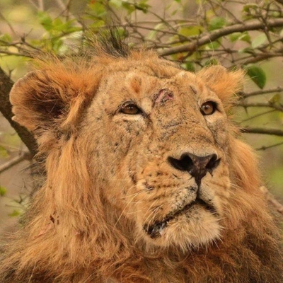 Famous Indian lion dies of old age
