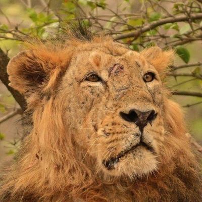 Famous Indian lion dies of old age