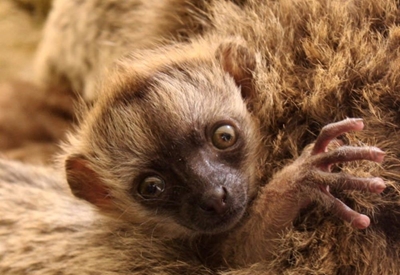 Baby boom at Cango Wildlife Ranch