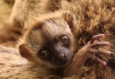 Baby boom at Cango Wildlife Ranch