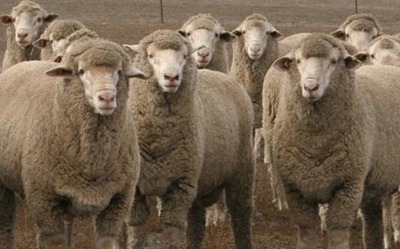 R6 million sheep fraud investigated