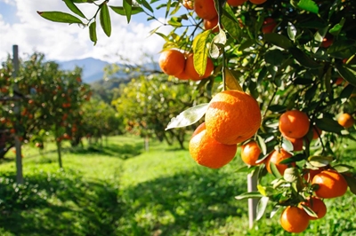 Trump’s presidency could be bad for SA agriculture