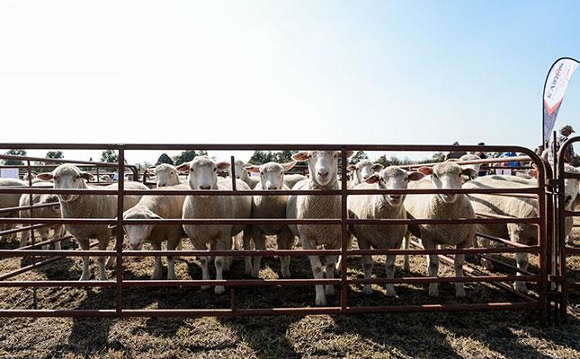 Dormer Sheep For The Greatest Return On Your Investment George