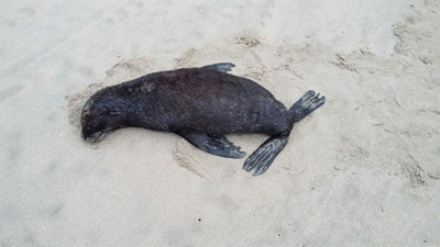 Robwelpies spoel uit op Mosselbaai
