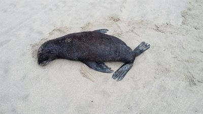 Robwelpies spoel uit op Mosselbaai