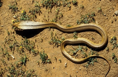 Summer equals snake season