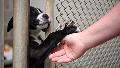 Christmas, the worst time for animals