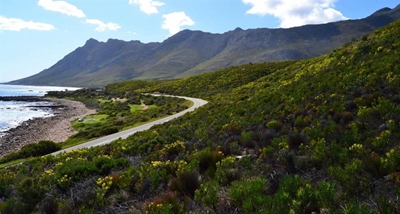 Join hunt for fynbos killers