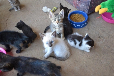 Samaritaan sorg vir 40 katte