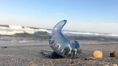 18-Year-old in hospital after blue bottle stings