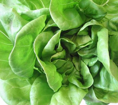 New study: Salmonella thrives in salad bags