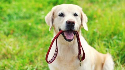 By-law about keeping pets